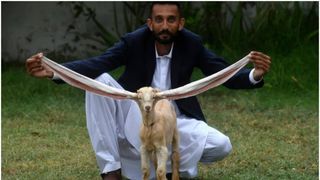 El este Simba, iedul cu cele mai lungi urechi din lume. Animalul simpatic este vedetă pe rețelele de socializare