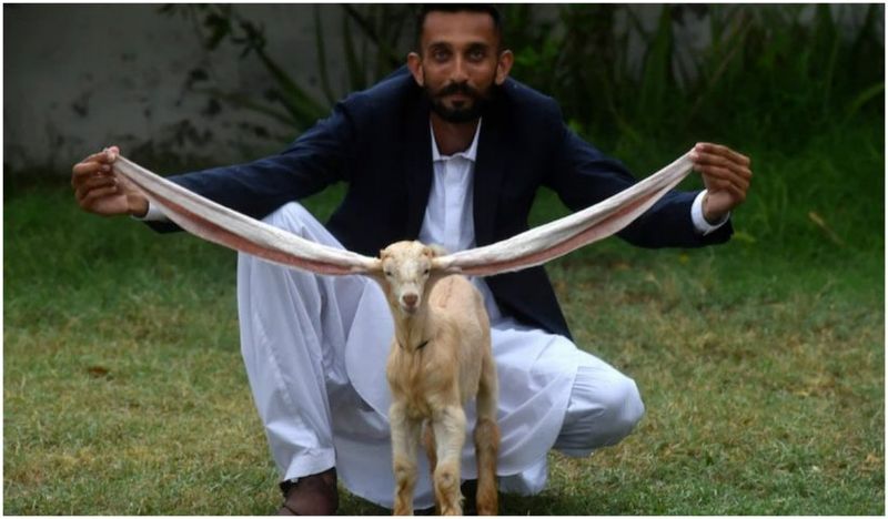 El este Simba, iedul cu cele mai lungi urechi din lume. Animalul simpatic este vedetă pe rețelele de socializare