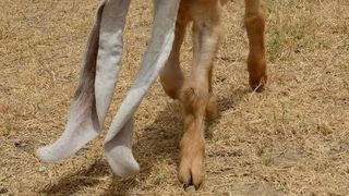 El este Simba, iedul cu cele mai lungi urechi din lume. Animalul simpatic este vedetă pe rețelele de socializare