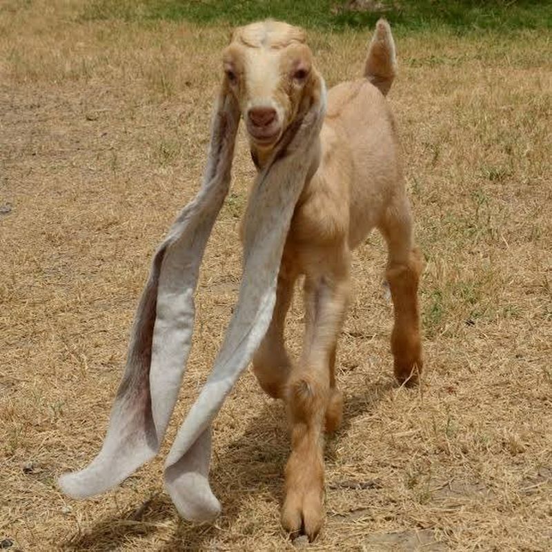 El este Simba, iedul cu cele mai lungi urechi din lume. Animalul simpatic este vedetă pe rețelele de socializare