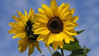 VIDEO - Prețul uleiului de floarea-soarelui a explodat. Un litru de ulei costă 17 lei în magazine