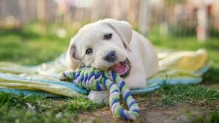 Cum să ai grijă de puii de câine