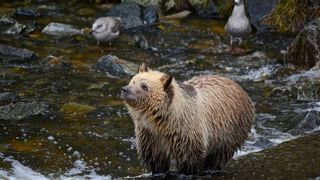 A fost emis mesajul RO Alert. Un urs a ucis doi viței