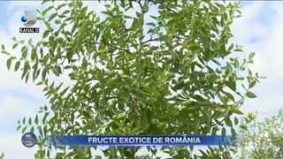 Fructe exotice de Rom&acirc;nia