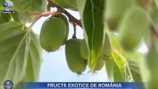VIDEO - C&acirc;țiva fermieri din Buzău au &icirc;nceput să planteze fructe exotice