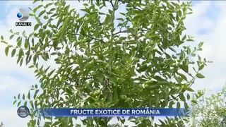 Fructe exotice de Rom&acirc;nia