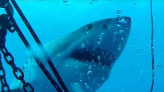 Informații despre „Câinele de mare”. Când a fost văzut ultima dată rechinul de pe litoralul românesc