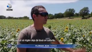 Culturile de flori, distruse de secetă
