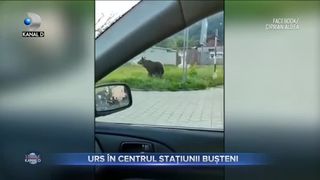 Urs în centrul stațiunii Bușteni