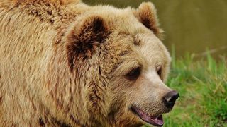 Autoritățile din Bușteni vor să îndepărteze urșii cu ajutorul ultrasunetelor