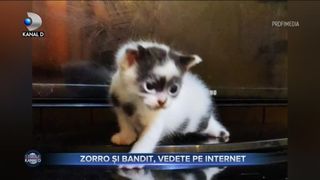 Zorro și Bandit, vedete pe Internet