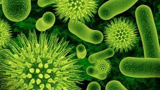 S-a descoperit o nouă bacterie periculoasă în Wuhan. Ce spun autoritățile