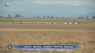Lacul Amara, deșert pentru șacali