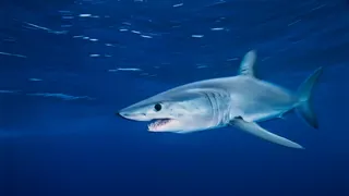 VIDEO | Alertă în Barcelona! Un rechin, surprins aproape de o plajă. Decizia autorităților