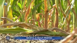 Seceta a făcut prăpăd