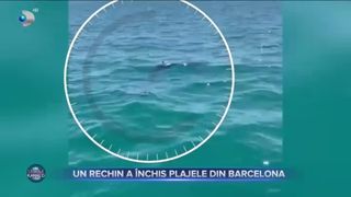 Un rechin a închis plajele din Barcelona