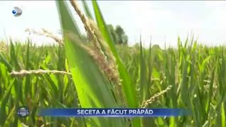 Seceta a făcut prăpăd