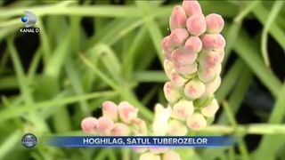 Hoghilag, satul tuberozelor