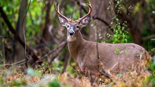 Un bărbat din Brașov este acuzat de braconaj. Acesta a ucis ilegal un cerb