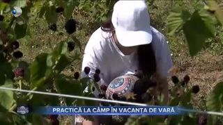 Practică la c&acirc;mp &icirc;n vacanța de vară