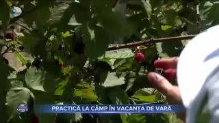 Practică la c&acirc;mp &icirc;n vacanța de vară