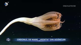 Creionul de mare, &bdquo;vedeta&rdquo; din ad&acirc;ncuri