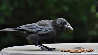 VIDEO - Invazie de ciori &icirc;n județul Brăila. Păsările distrug culturile