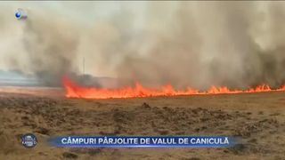 Câmpuri pârjolite de valul de caniculă