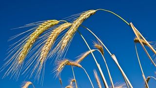 Continuă negocierile pentru cerealele din Ucraina: Rusia a trimis combine de recoltat din Crimeea