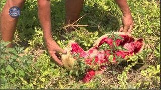 VIDEO | Seceta extremă a distrus sute de hectare de pepeni în Dăbuleni