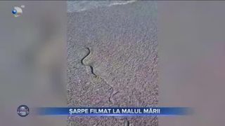 Șarpe filmat la malul mării
