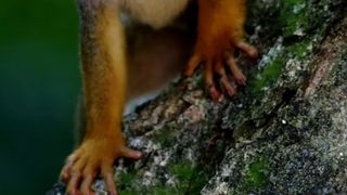 Variola maimuţei a fost confirmată la doi copii, în Statele Unite ale Americii