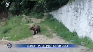 Blocați pe serpentine cu urșii