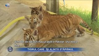 Tigrul care &icirc;și alintă stăp&acirc;nul