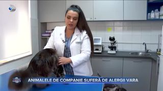 Animalele de companie suferă de alergii vara