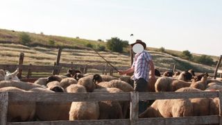 Un cioban și-a omorât concubina după ce l-a înșelat