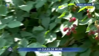 La cules de mure
