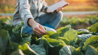 Condiții inumane de muncă pentru o româncă din Italia. Femeia era forțată să lucreze 19 ore pe zi și să doarmă în garaj pe lăzi de cartofi