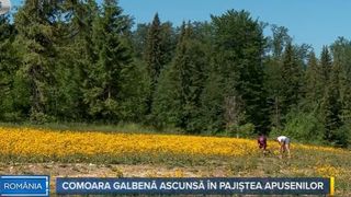 VIDEO Asta-i România! | Comoara galbenă ascunsă în Pajiștea Apusenilor