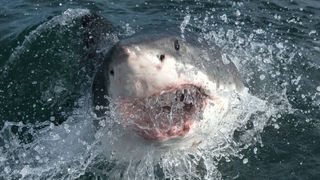 VIDEO - Caz șocant! Un copil a fost la un pas să fie atacat de rechin