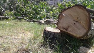 Un copac a căzut peste o femeie în timp ce un bărbat tăia pomul