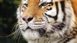 Doi pui de tigru siberian s-au născut în premieră la Grădina Zoologică din Oradea