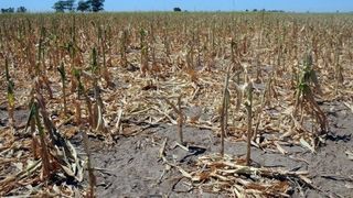  Daea anunță că seceta a ajuns în toată țara: Nu există niciun colţişor unde să nu avem secetă