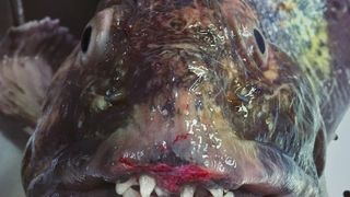 Creatură uriașă descoperită în largul mării. Are dinți de om și cântărește 25 de kilograme