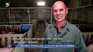 Studiu - porcilor le place muzica dance