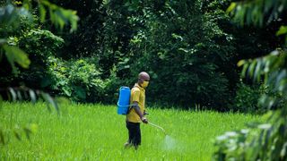 Insecticidele de contact se “adresează“ unui număr foarte mare de dăunători - iată lista completă!