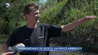 &Icirc;ngenuncheați de secetă, sacrifică animalele