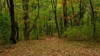  Un bărbat din Cluj, plecat să culeagă fructe &icirc;n pădure, a fost găsit decedat