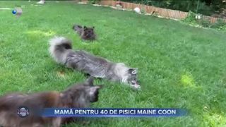 Mamă pentru 40 de pisici Maine Coon