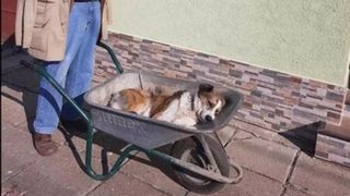 Un bătrân și-a cărat câinele, cu roaba, 8 kilometri pentru a-i salva viața. Animalul a ajuns în siguranță la veterinar